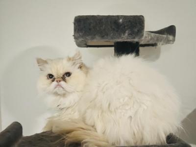 Flame Point Persian Sisters - Persian - Gallery Photo #1