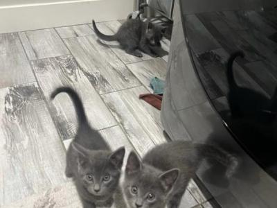 Russian Blue Kittens Litter 3 - Russian Blue - Gallery Photo #1