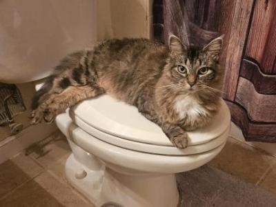 Sophie - Maine Coon - Gallery Photo #1