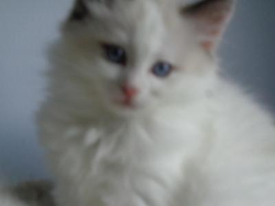 Bicolor Male - Ragdoll - Gallery Photo #1