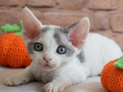 Jeremy - Devon Rex - Gallery Photo #1