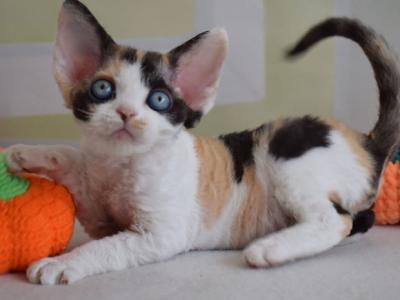 Jenny - Devon Rex - Gallery Photo #1