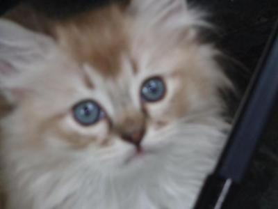 Lynks MINK Female - Ragdoll - Gallery Photo #1