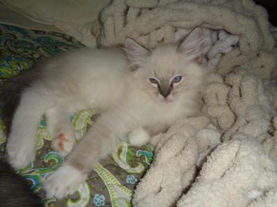 Lynk's Point Male - Ragdoll - Gallery Photo #1