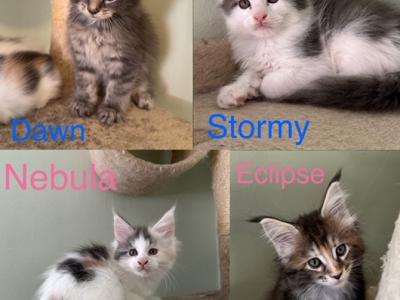 Novas Litter - Maine Coon - Gallery Photo #1