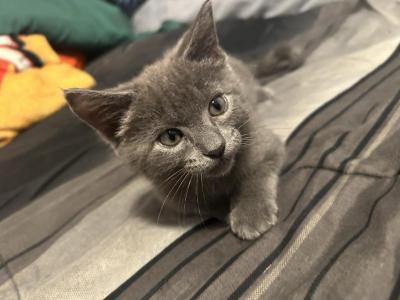 Margaritas Kittens - Russian Blue - Gallery Photo #1