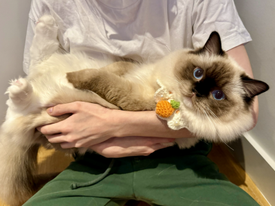 Seal Mitted Ragdoll Kitten Lovebug - Ragdoll - Gallery Photo #1