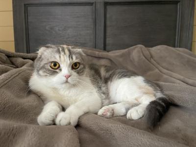 Alice - Scottish Fold - Gallery Photo #1