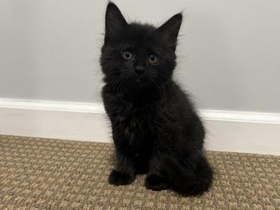 Black Male Kitten - Domestic - Gallery Photo #1