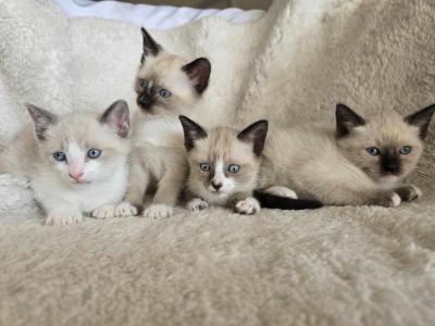 Meow Time Cattery - Siamese - Gallery Photo #1