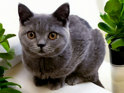 April - British Shorthair - Gallery Photo #1