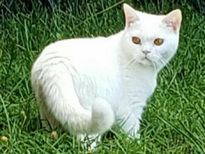 White - British Shorthair - Gallery Photo #1