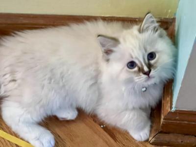 Pip - Ragdoll - Gallery Photo #1