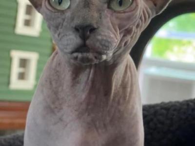 Mika - Sphynx - Gallery Photo #1