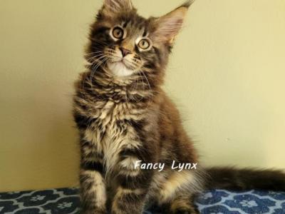 Endrik - Maine Coon - Gallery Photo #1