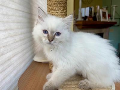 Peter - Ragdoll - Gallery Photo #1