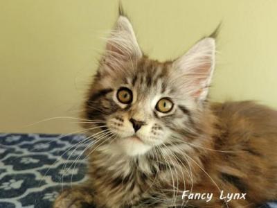 Elizabeth - Maine Coon - Gallery Photo #1