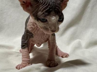 Canyon Cattery Male 1 - Sphynx - Gallery Photo #1