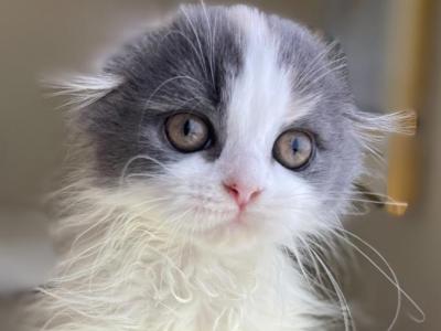 Blue Cream Calico Harlequin Girl - Scottish Fold - Gallery Photo #1