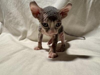 Canyon Cattery Male 2 - Sphynx - Gallery Photo #1