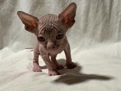 Canyon Cattery Female - Sphynx - Gallery Photo #1