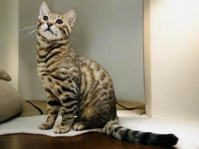 Napoleon - Bengal - Gallery Photo #1