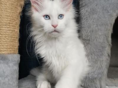 Female W - Maine Coon - Gallery Photo #1