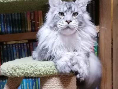 Edem - Maine Coon - Gallery Photo #1