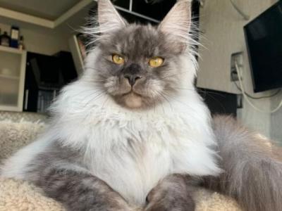 Gabrielle - Maine Coon - Gallery Photo #1