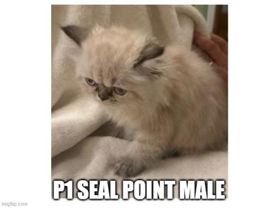 Noxi's Litter - Persian - Gallery Photo #1