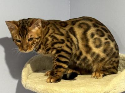 Boo Boo - Bengal - Gallery Photo #1