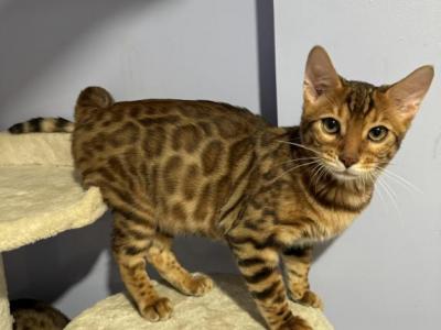 Donut - Bengal - Gallery Photo #1