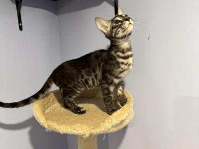 Charpie - Bengal - Gallery Photo #1