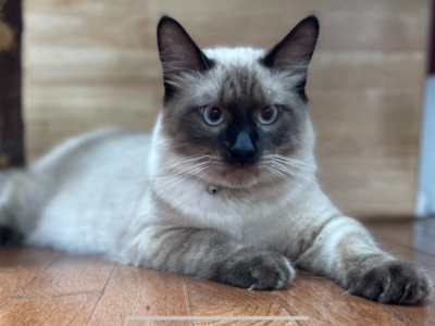 Donut - Siamese - Gallery Photo #1