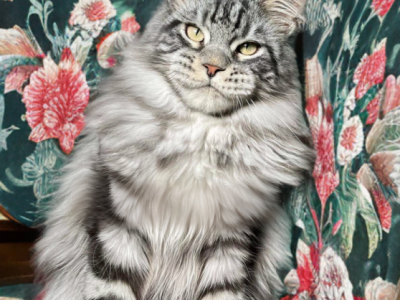 Perfect Boy Pure Main Coon - Maine Coon - Gallery Photo #1