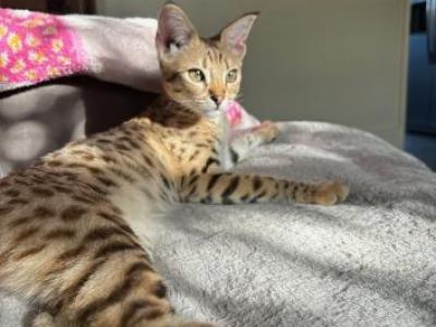 Gigi F2 Breeder - Savannah - Gallery Photo #1