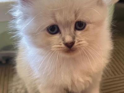 Purebred Siberian - Siberian - Gallery Photo #1