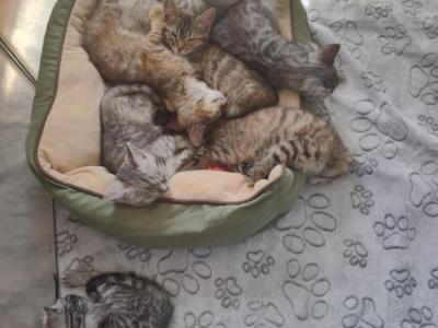 Maine Coon Bengals - Maine Coon - Gallery Photo #1