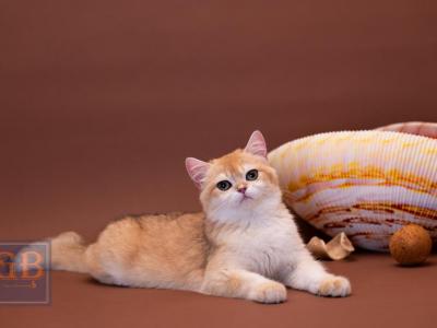 Tobi - British Shorthair - Gallery Photo #1