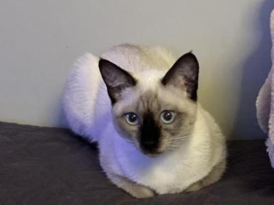 Siamese Kitties - Siamese - Gallery Photo #1