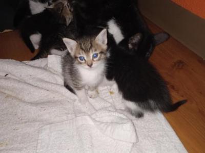 Litter 6 - American Shorthair - Gallery Photo #1