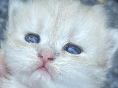 Gorgeous Blue Golden Chinchilla Persian CFA - Persian - Gallery Photo #1