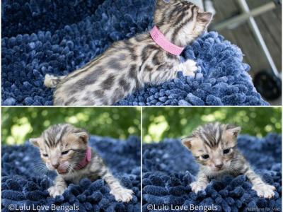 High Contrast Rosetted Kitten - Bengal - Gallery Photo #1