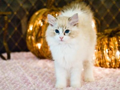 June's Babies - Ragdoll - Gallery Photo #1