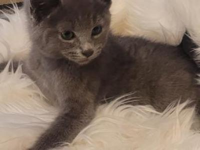 Russian Blue Kitten - Russian Blue - Gallery Photo #1