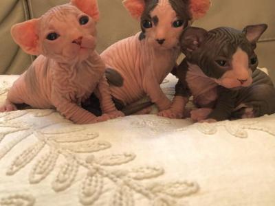 Magic Sphynx Society - Sphynx - Gallery Photo #1