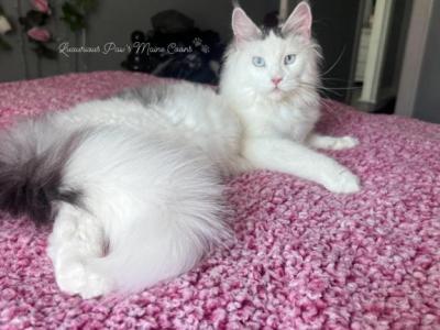 Willow - Maine Coon - Gallery Photo #1