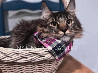 Snugbug Discounted - Maine Coon - Gallery Photo #1