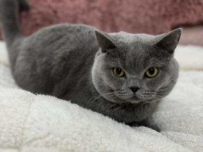 Male British Shorthair - British Shorthair - Gallery Photo #1