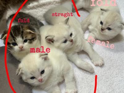 Kittens - Scottish Fold - Gallery Photo #1